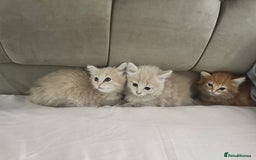 Persian cats for sale: Mink coloured Persian Mixed boys - Image 16