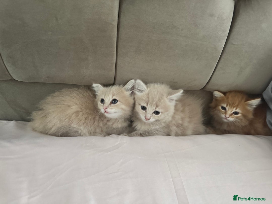 Persian cats for sale: Mink coloured Persian Mixed boys - Image 16