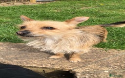 Chorkie dogs for sale: Reggie - Image 7