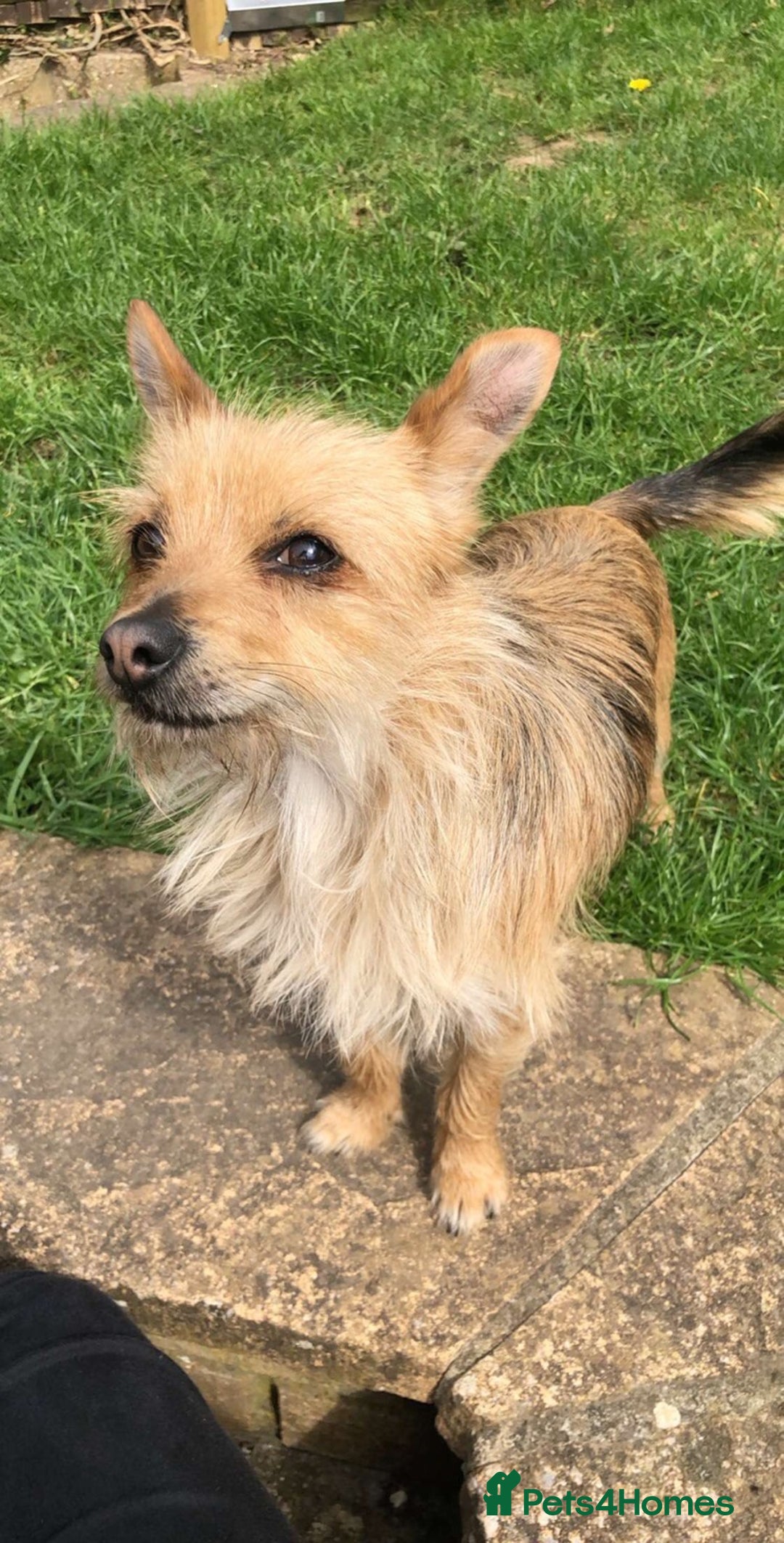Chorkie dogs for sale: Reggie - Image 7