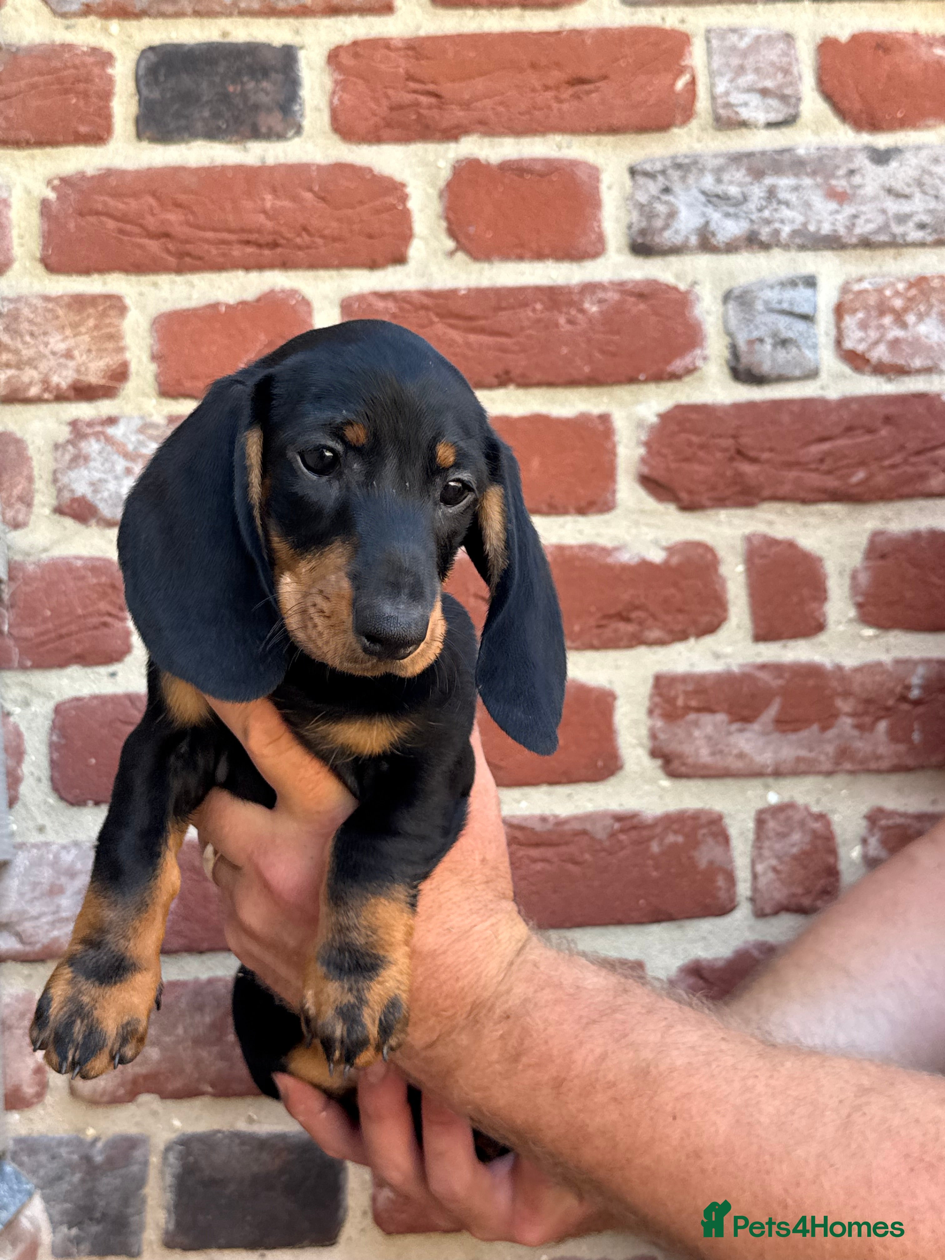 Dachshund dogs Beautiful KC reg, standard dachshund puppies  - Advert 2