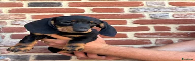 Dachshund 3