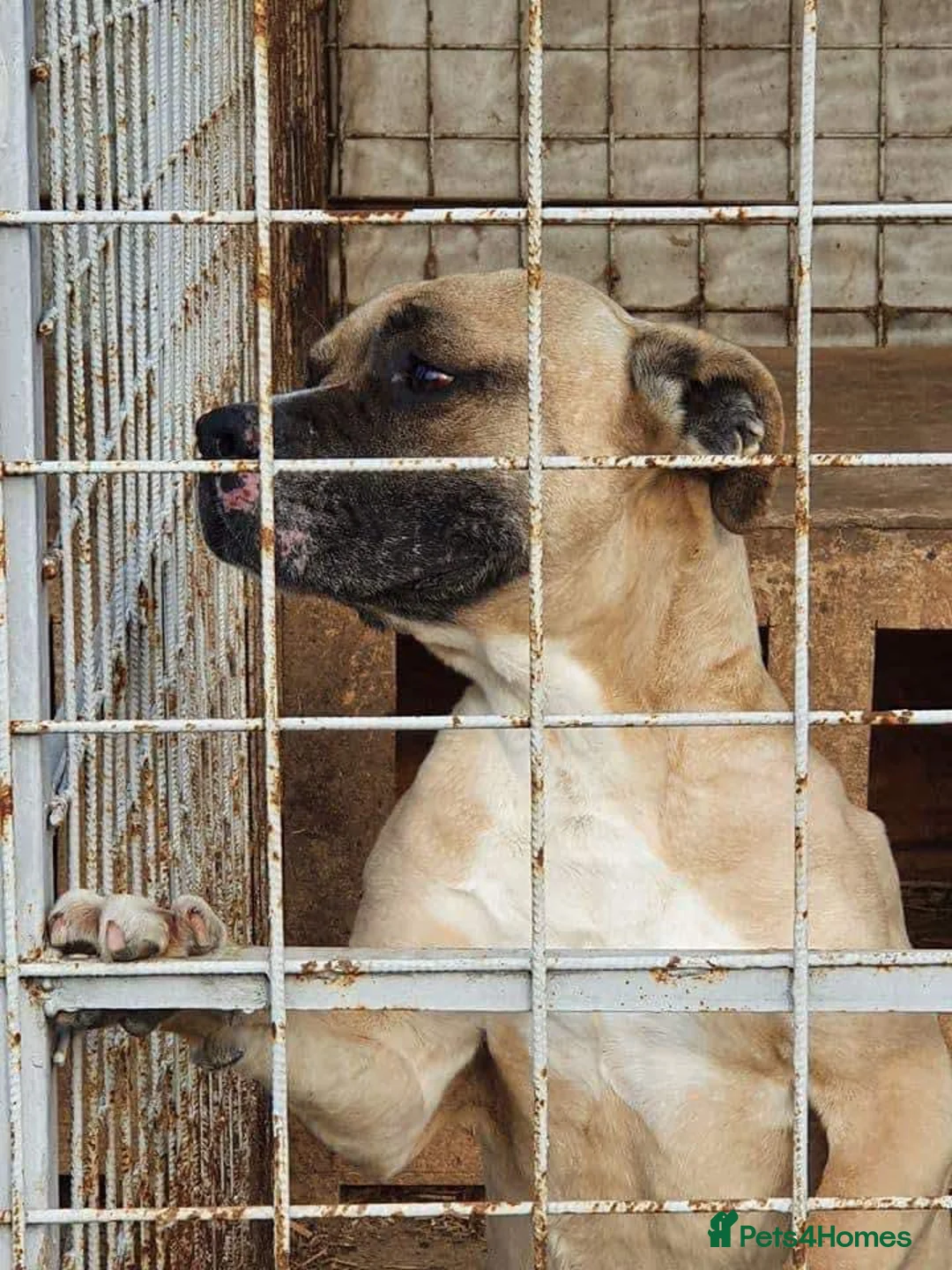 Mixed Breed dogs for adoption: ET - Hevingham Norfolk  in Norwich - Advert 6