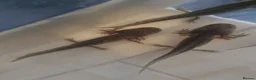 Axolotl reptiles for sale: Baby axolotls  - Advert 2