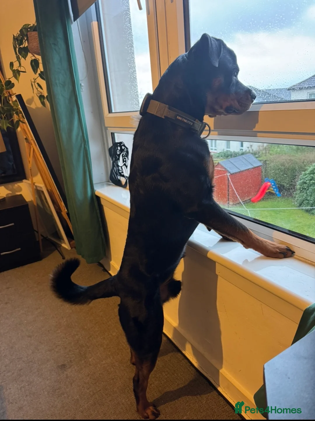 Rottweiler dogs for stud: Strong Rottweiler for Stud Available - Advert 2