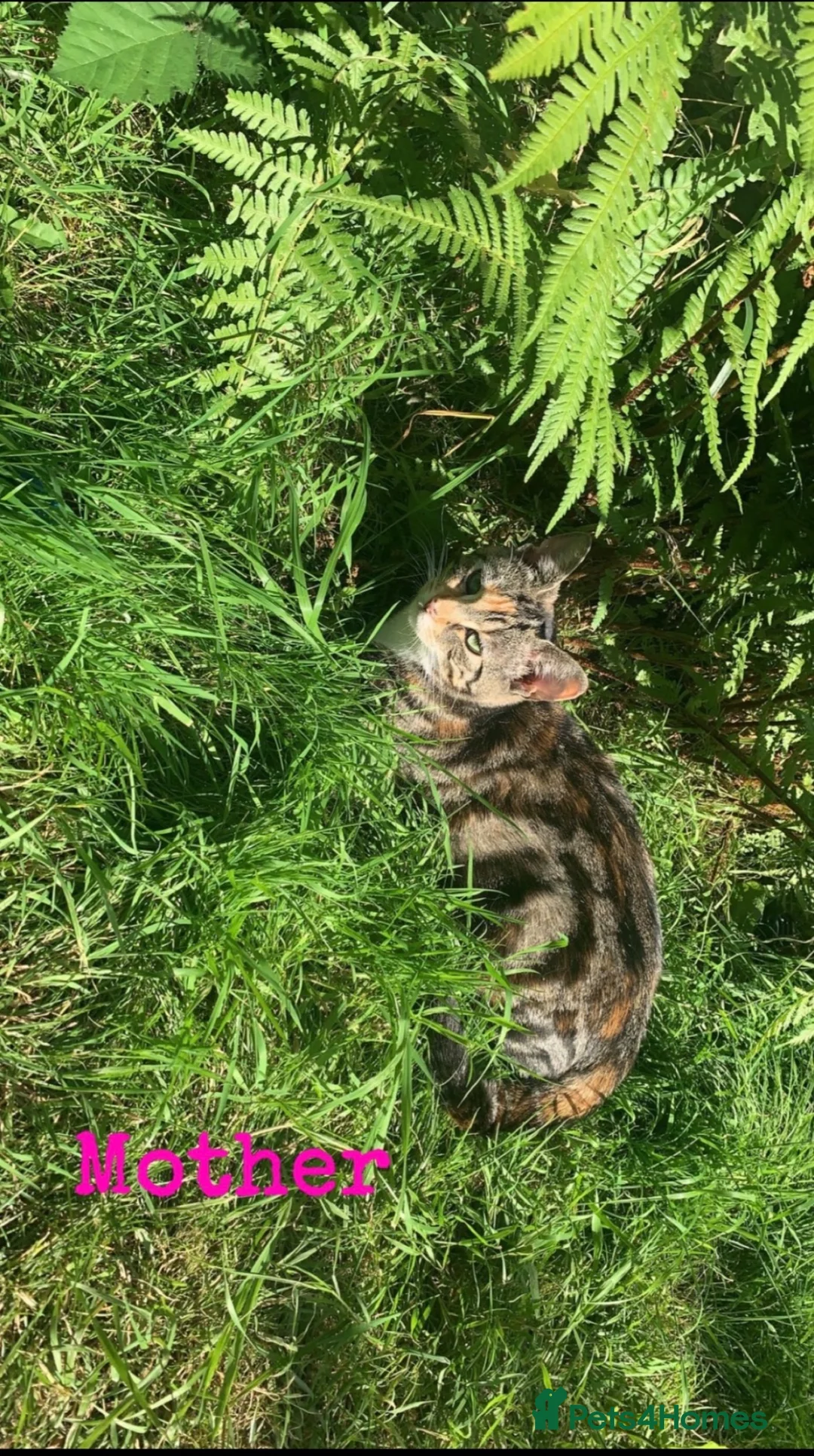 Mixed Breed cats for sale: 4 kittens for sale  - Advert 14