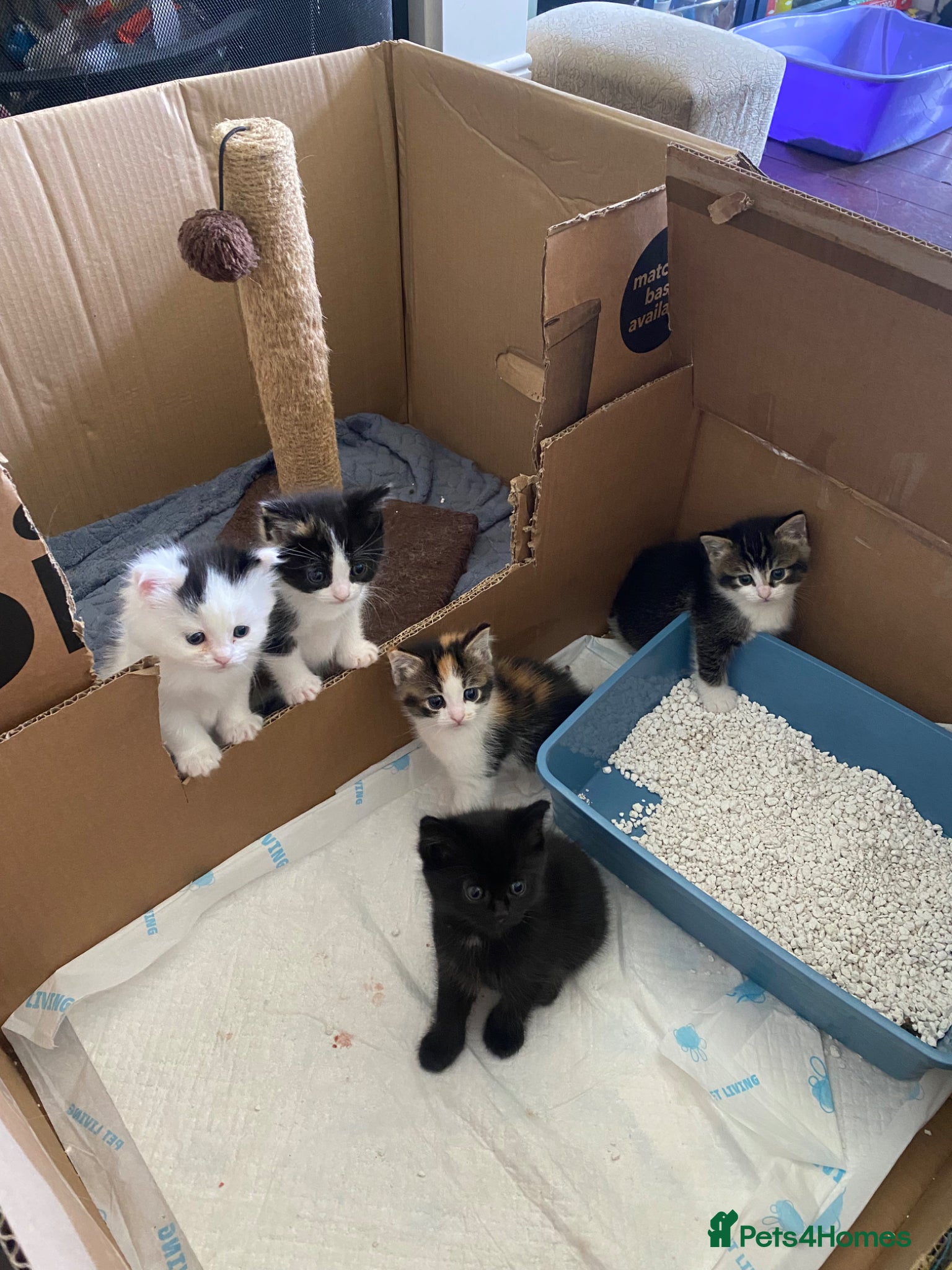 Mixed Breed cats Beautiful British Shorthair x Ragdoll Kittens  - Advert 14