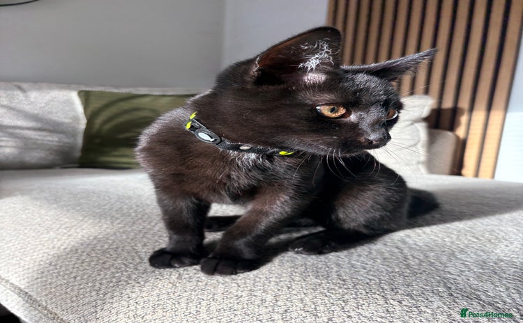 Domestic Shorthair cats - Advert 1