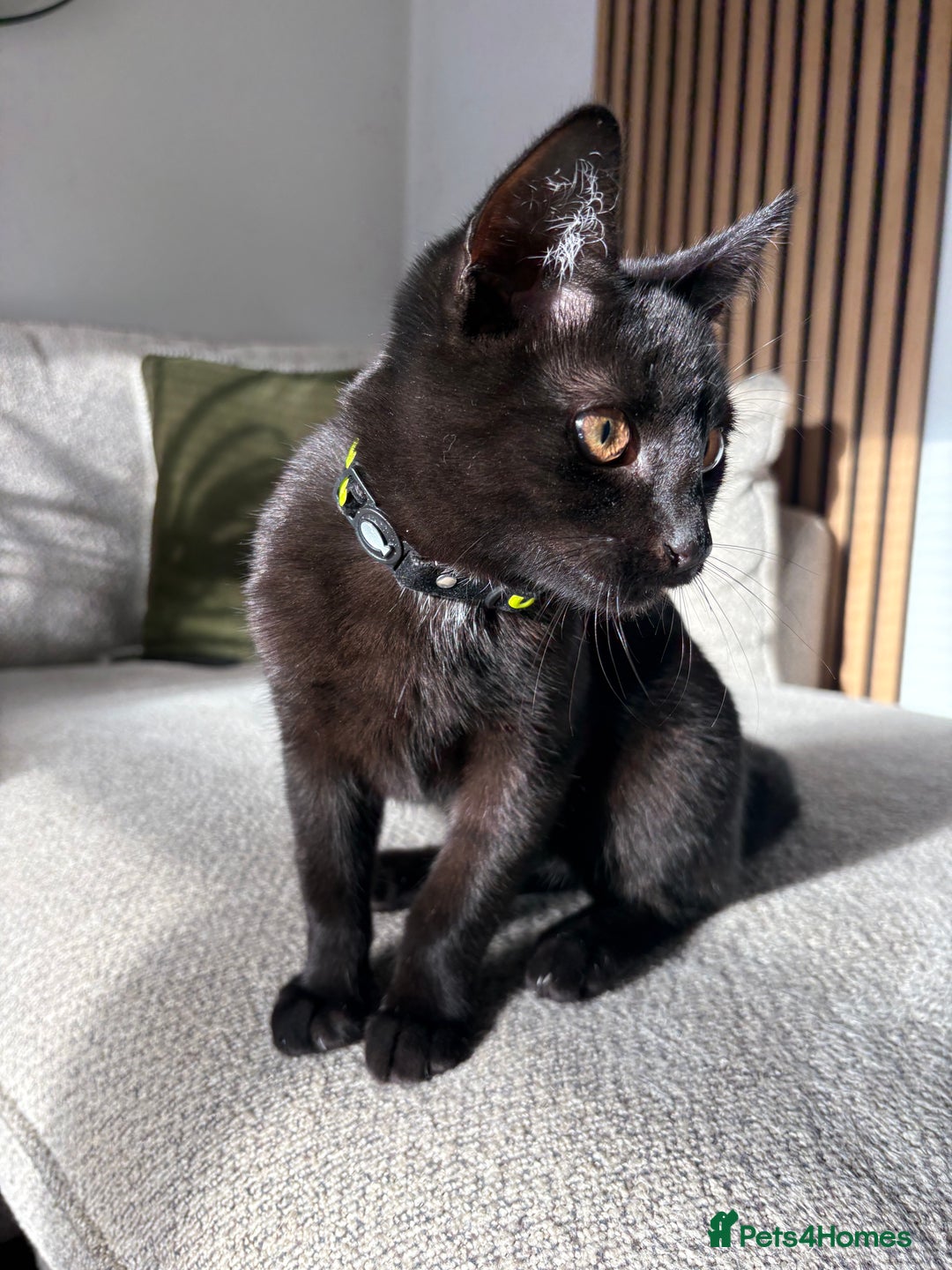 Domestic Shorthair cats for sale: Gorgeous 3 Month Old Kitten  - Image 1