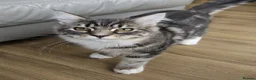 Maine Coon cats for sale: Gorgeous Maine Coon male. Special price now - Advert 5