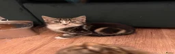 British Shorthair cats for sale: Rescue Kittens Looking for Forever Families  - Advert 8