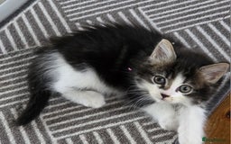 Ragdoll cats for sale: Ragdoll crossed Tabby Cat for Sale - Image 2