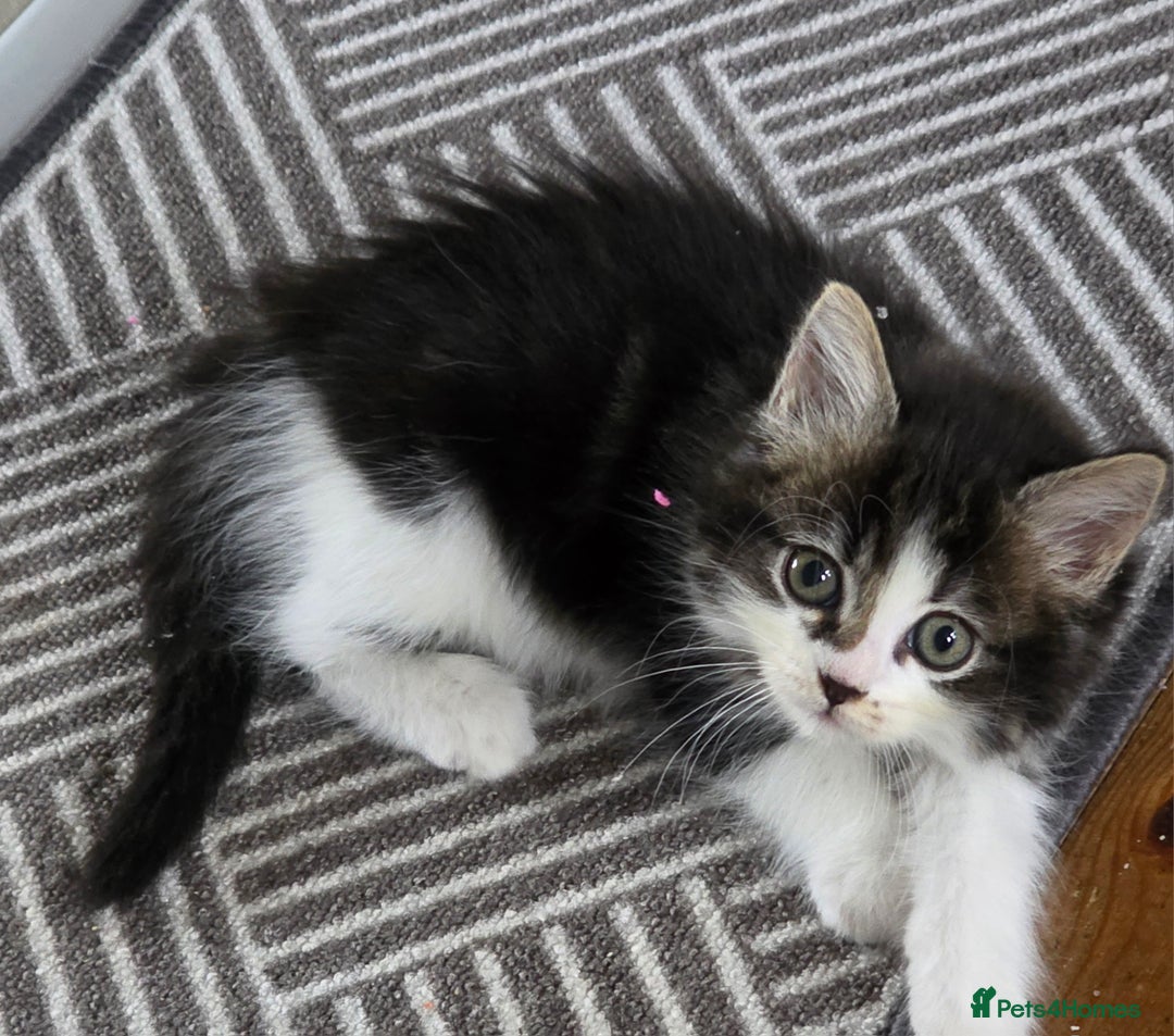 Ragdoll cats for sale: Ragdoll crossed Tabby Cat for Sale - Image 2