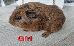 Guinea Pig rodents for sale: Guinea pigs £25 each  - Image 5