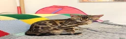Bengal cats for sale: Friendly & Sociable Bengal Male Kitten  in London - Advert 2