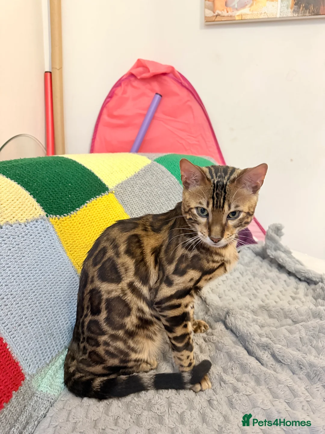 Bengal cats for sale: Friendly & Sociable Bengal Male Kitten  in London - Advert 2