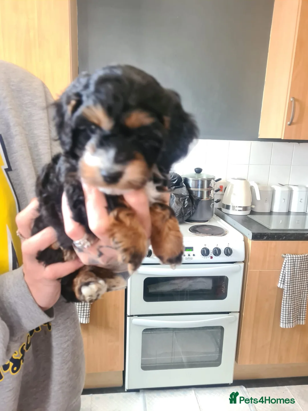 Toy Poodle dogs for stud: 🏆PROVEN🏆sable miniature poodle health tested in Havant - Advert 36