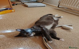 Mixed Breed cats for sale: Grey tuxedo 10 month kitten for a loving home  - Image 2
