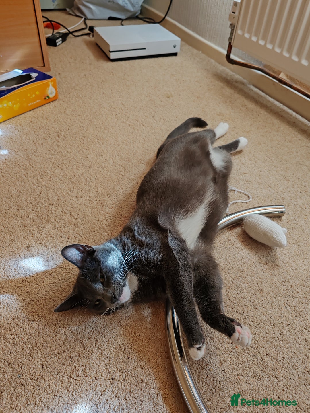 Mixed Breed cats for sale: Grey tuxedo 10 month kitten for a loving home  - Image 2