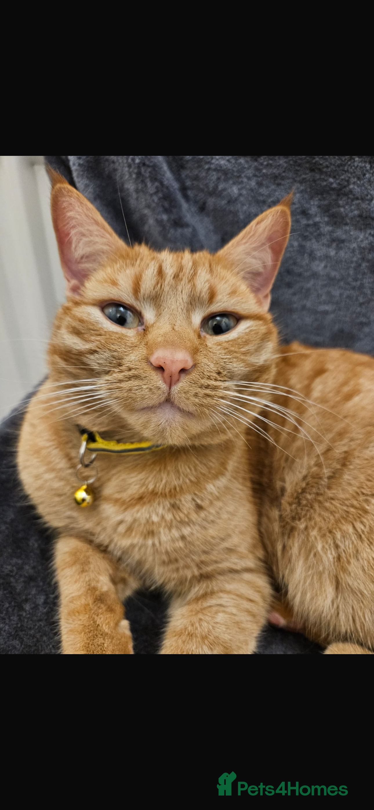 Mixed Breed cats 3 year old ginger male  - Advert 2