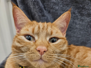 Mixed Breed cats 3 year old ginger male - Advert 2