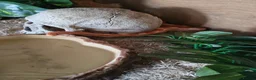 Corn Snake reptiles for sale: Amel corn snake - Advert 4