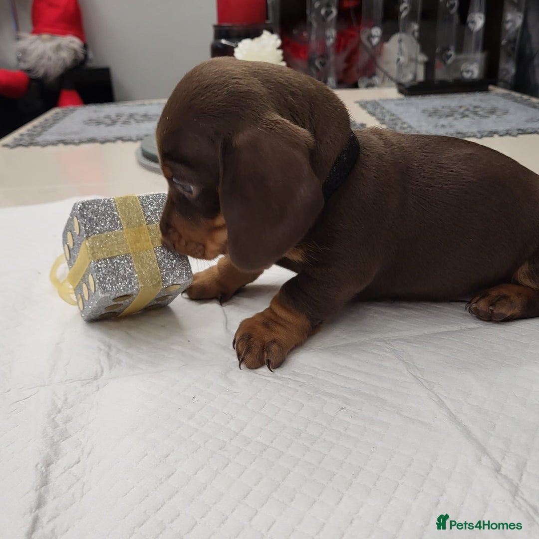 Dachshund dogs for sale: Wonderful dachshund puppies  - Advert 8