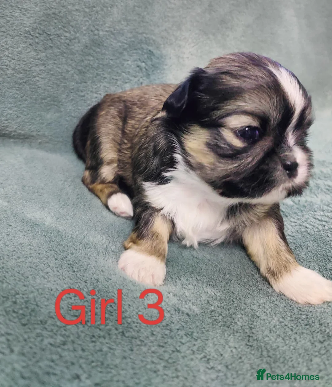 Shih Tzu dogs for sale: 🐾❤️ Stunning Shih Tzu puppies - Advert 16