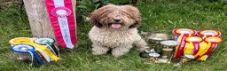 Spanish Water Dog dogs for sale: Spanish water dog  - Advert 22