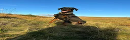 Dobermann dogs for sale: ABSOLUTELY STUNNING DOBERMAN PUPPIES FOR SALE in Boston - Advert 17