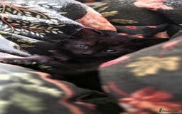 British Shorthair cats for sale: Litter of british short hair X 2 boys and 1 girl - Image 4