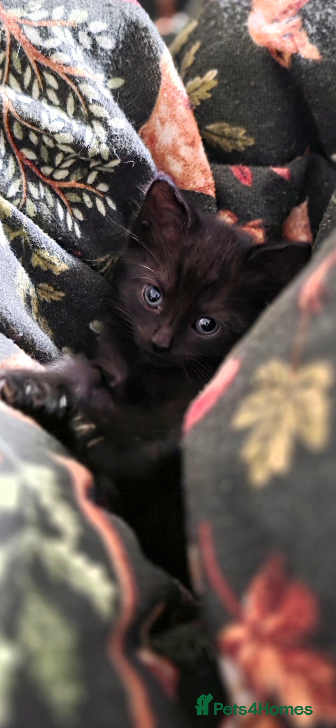 British Shorthair cats for sale: Litter of british short hair X 2 boys and 1 girl - Image 4