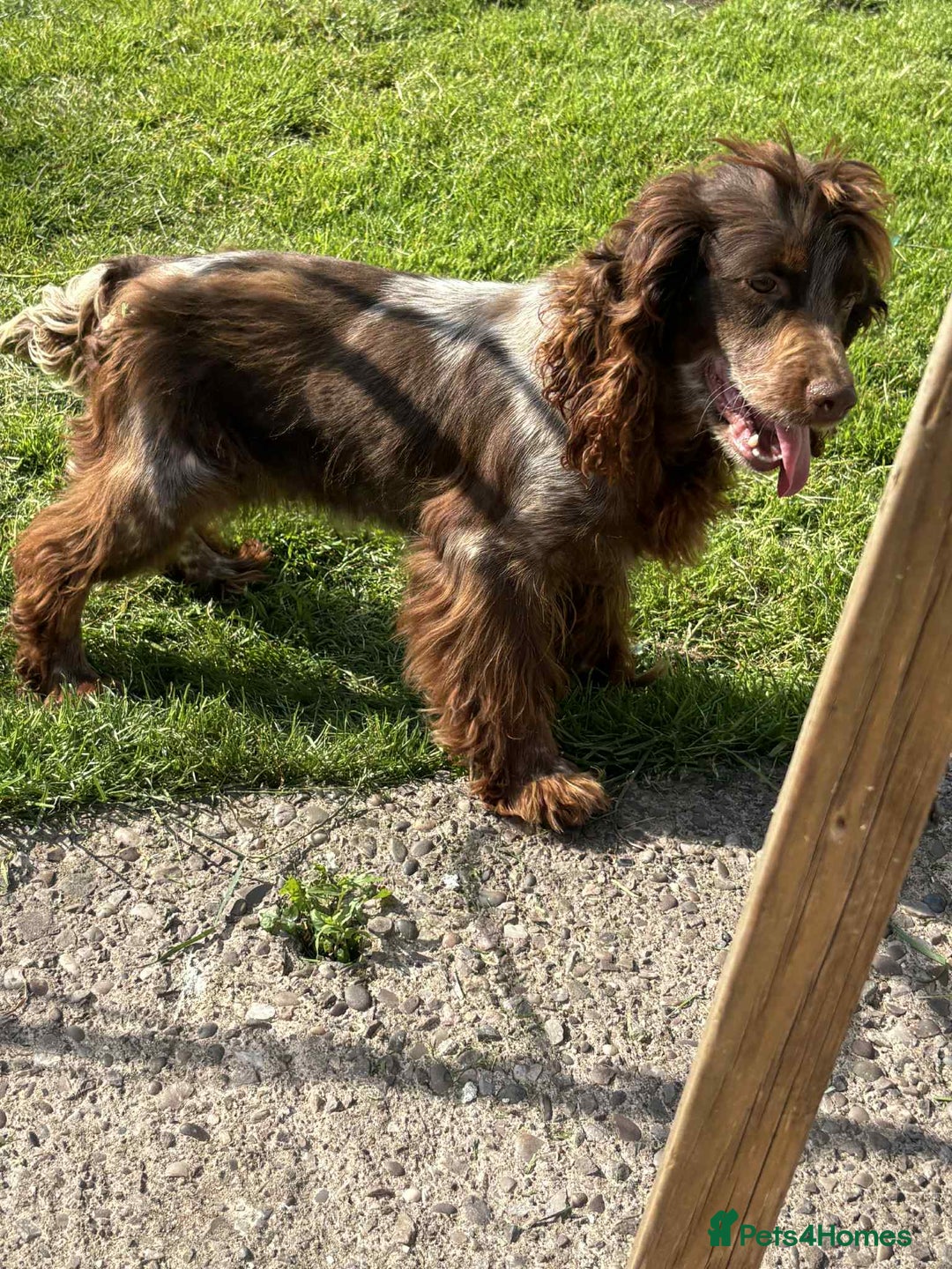 Cockapoo dogs for sale: Beautiful cockerpoo pups for sale - Image 16