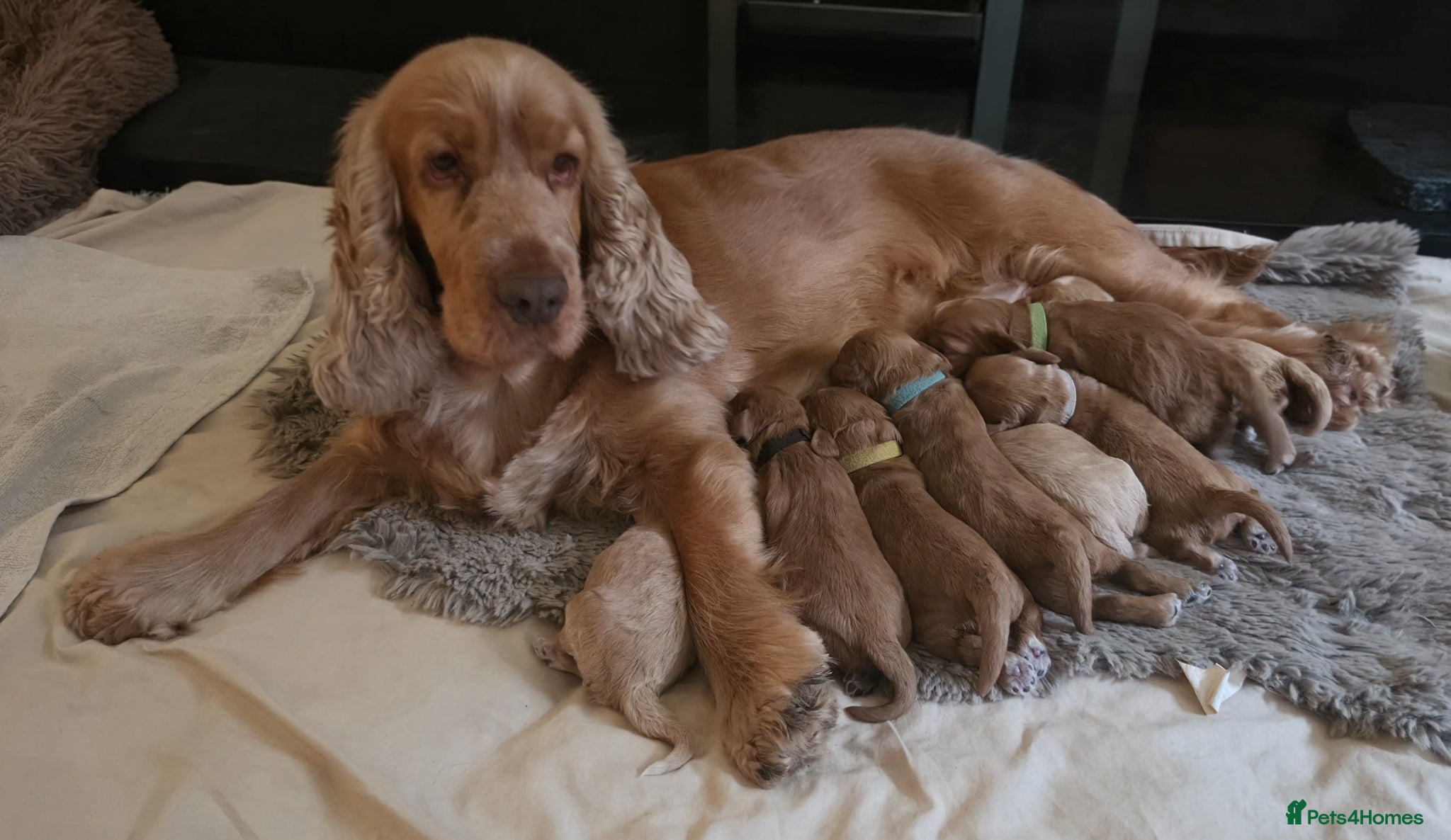 Cockapoo dogs for sale: Gorgeous F1 Cockapoo puppies  in Mansfield - Advert 1