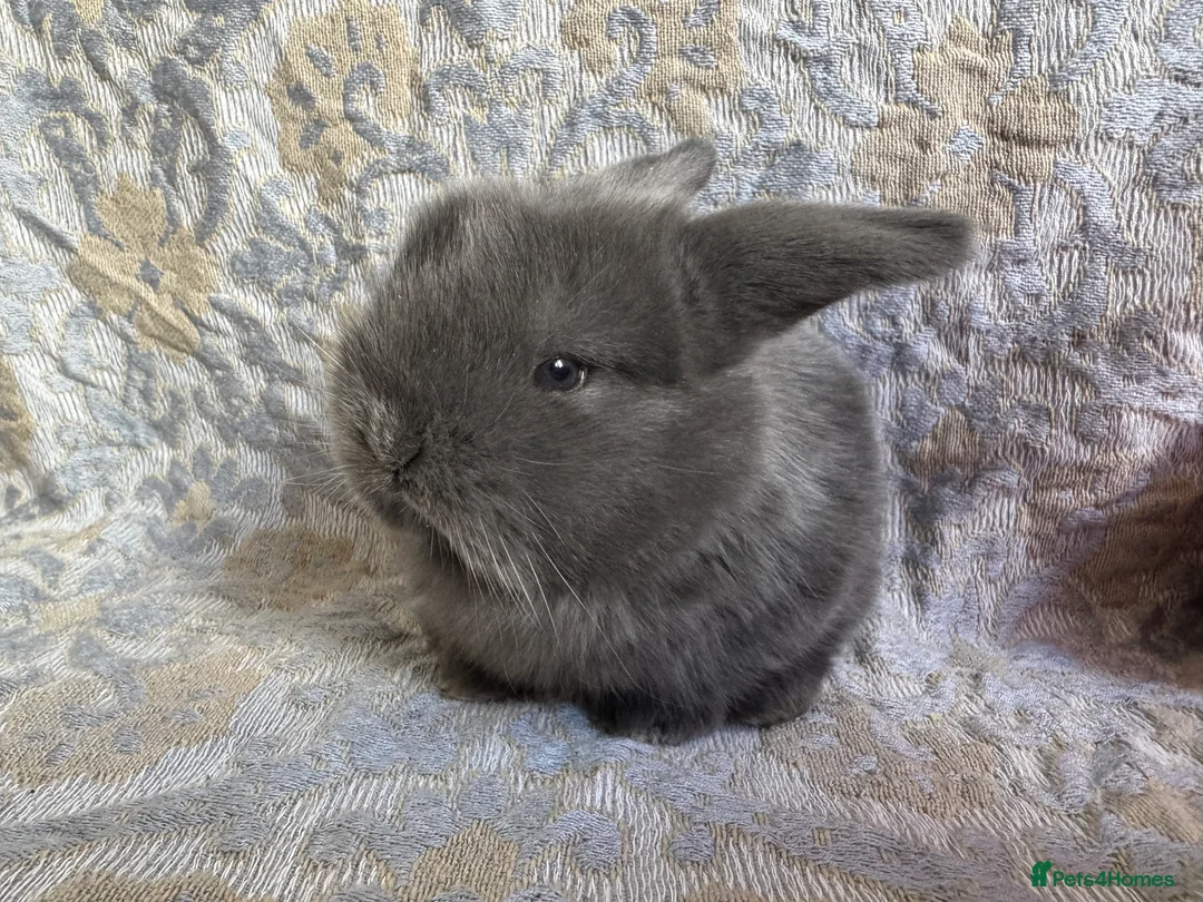 Mini Lop rabbits for sale: Mini Lop boy in Ipswich - Advert 1
