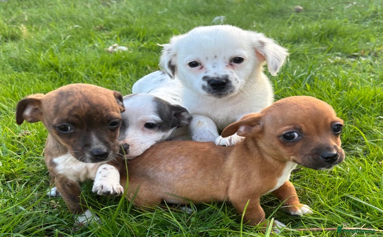 Jack Russell dogs - Advert 1
