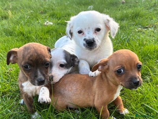 Jack Russell dogs - Advert 20