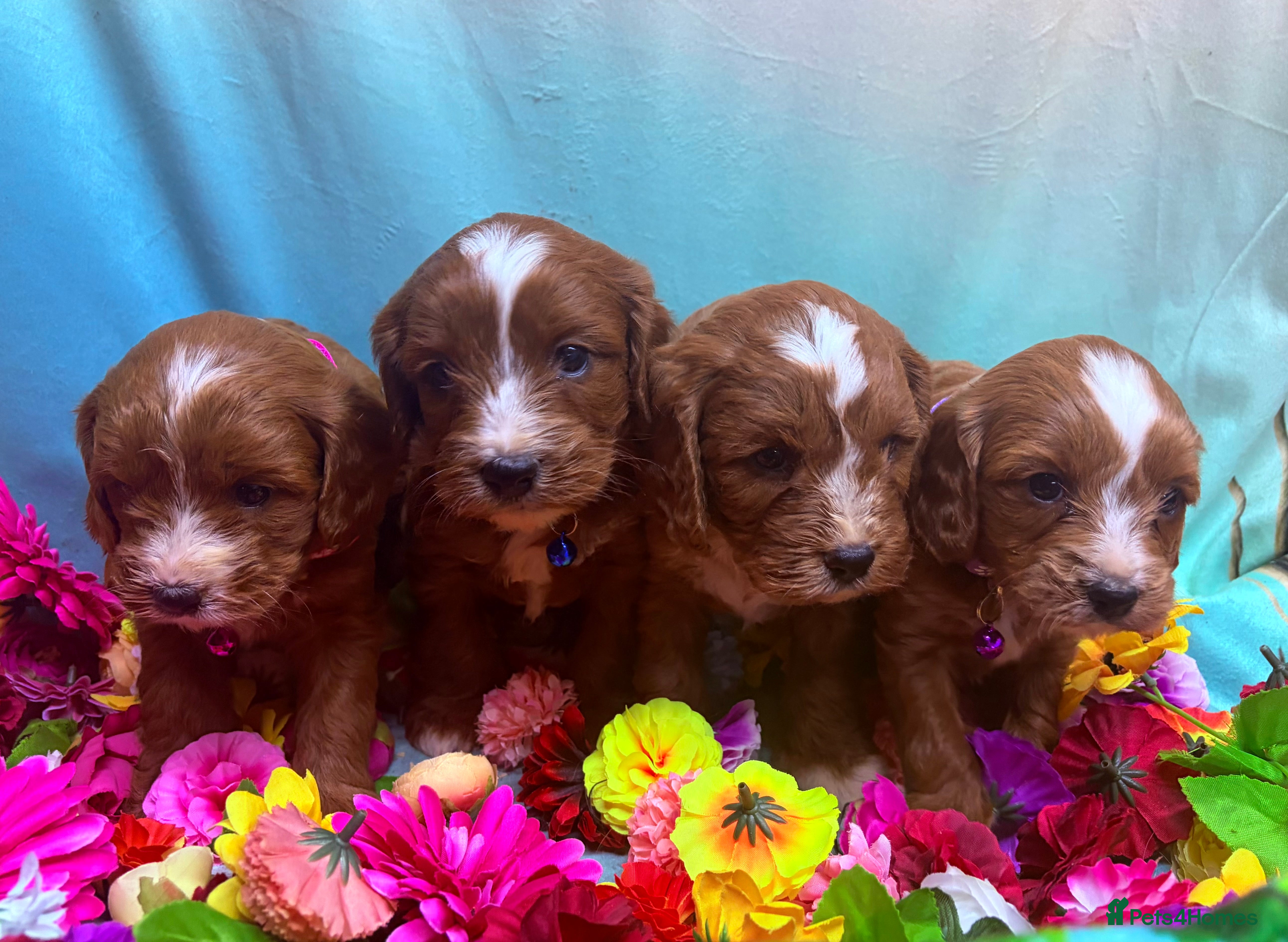 Cavapoo dogs Beautiful F1 type Cavapoo Puppies- Dad PRA tested - Advert 2