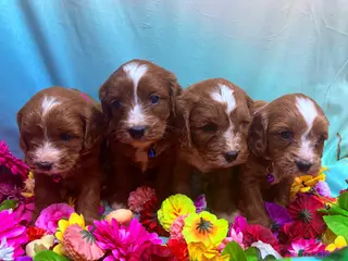 Cavapoo dogs Beautiful F1 type Cavapoo Puppies- Dad PRA tested - Advert 2