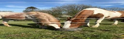 Haflinger horses for sale: Gorgeous yearling filly for sale  - Advert 3