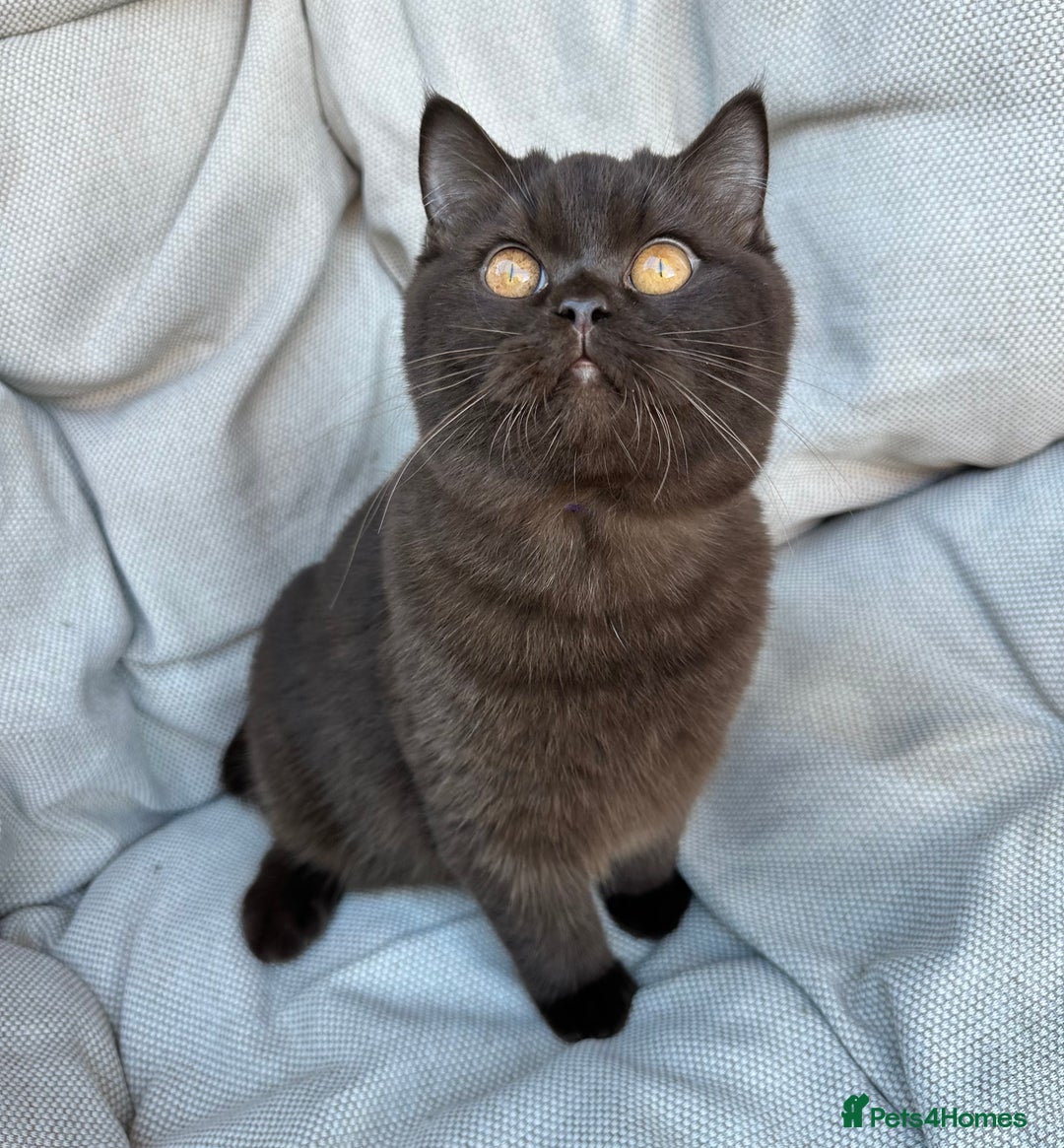 British Shorthair cats for sale: Ready British Shorthair Chunky Kittens - Advert 12