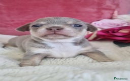 Chihuahua dogs for sale: Stunning litter of Kc reg Chihuahuas - Image 1