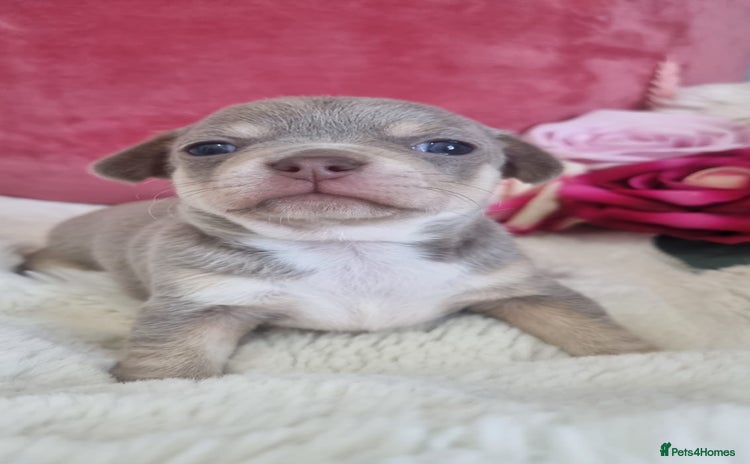 Chihuahua dogs - Advert 3