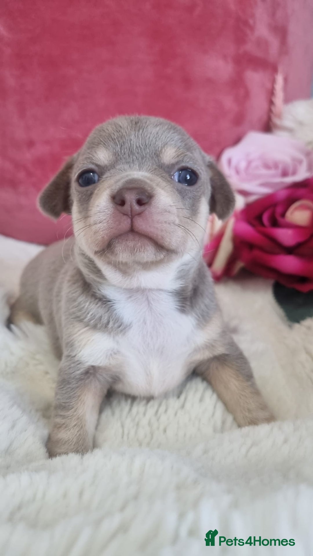 Chihuahua dogs for sale: Stunning litter of Kc reg Chihuahuas - Image 1