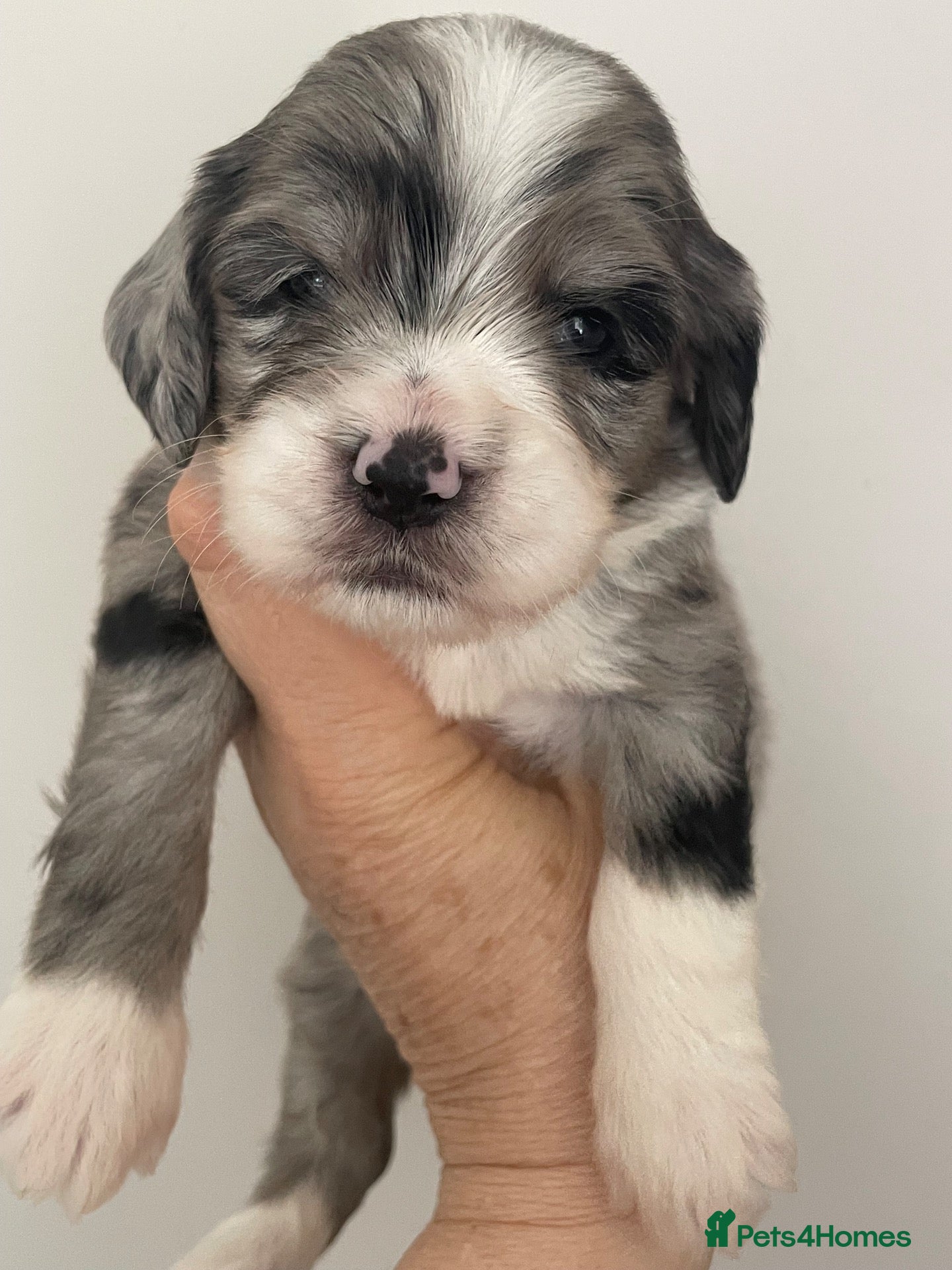 Sheepadoodle dogs Miniature Sheepadoodles - Advert 3