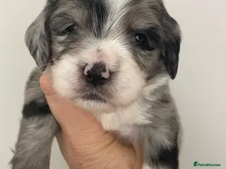 Sheepadoodle dogs Miniature Sheepadoodles - Advert 3