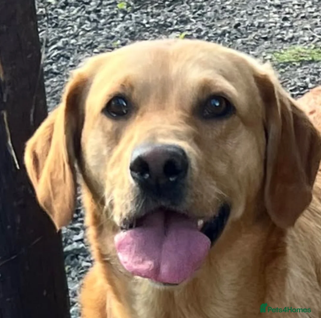 Goldador dogs for sale: Friendly happy healthy Goldador Girl - Advert 1