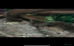 Gecko reptiles for sale: Dalmatian crested gecko - Image 4