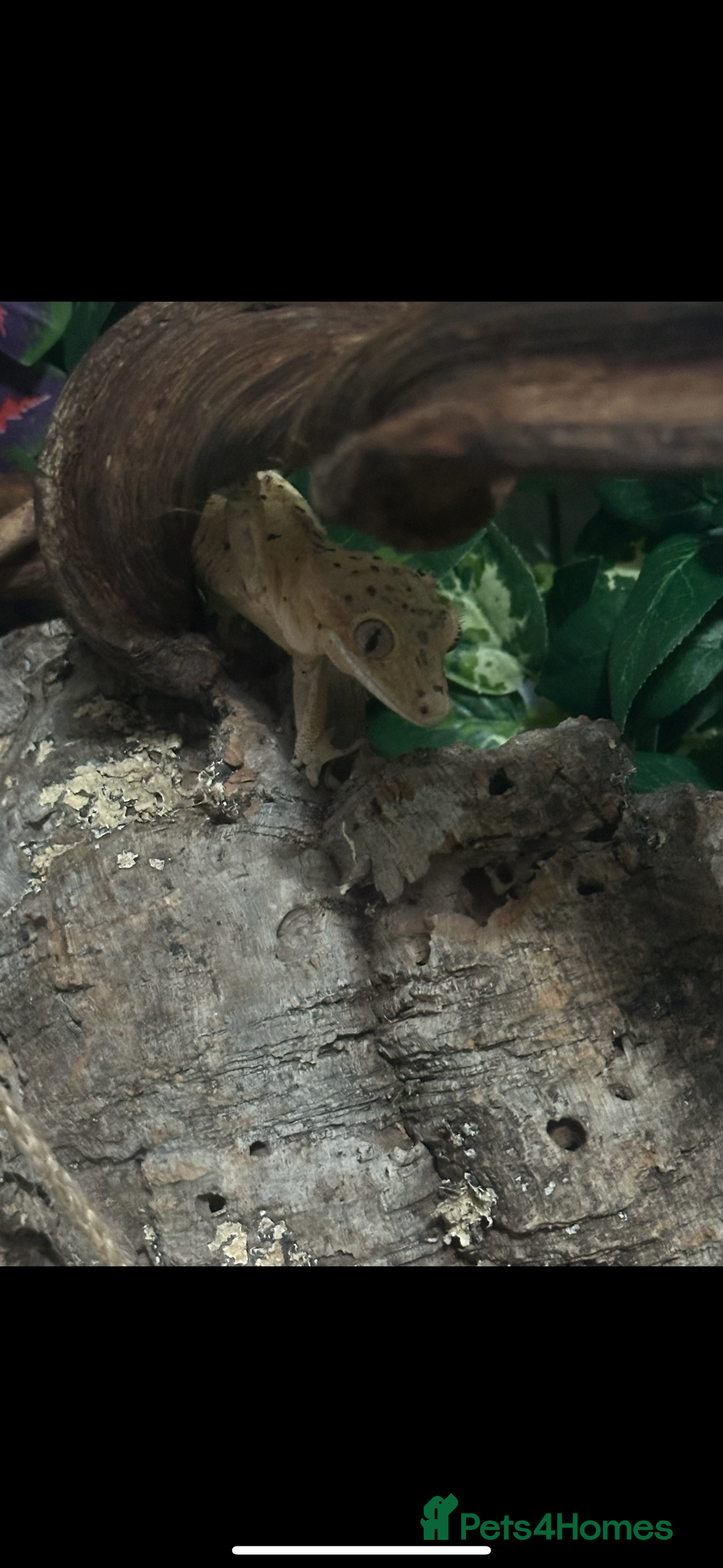 Gecko reptiles for sale: Dalmatian crested gecko - Image 4