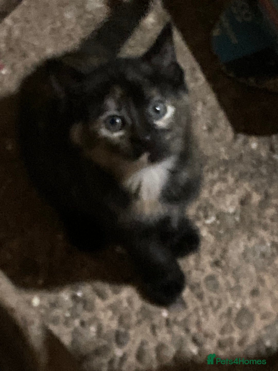 Mixed Breed cats for sale: Playful kittens for sale - Image 5